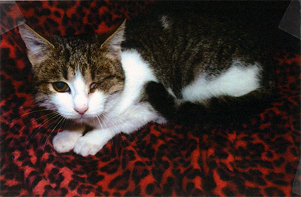 Dezember 2015: Kätzchen Jan - Auge ausgeschlagen.